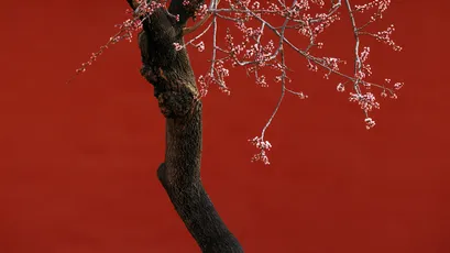 Photo by 壁纸迷