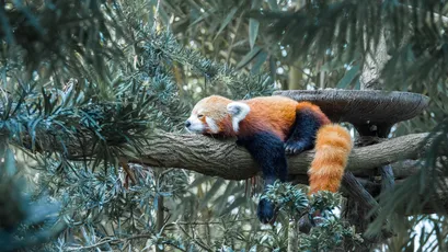 Photo by WPcoder