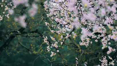 Photo by 壁纸迷
