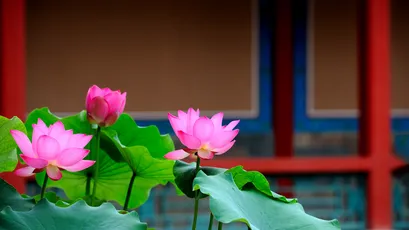 Photo by 壁纸迷