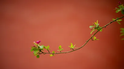 Photo by 壁纸迷
