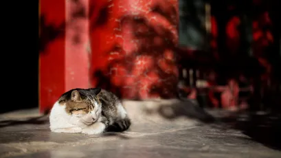 Photo by WPcoder