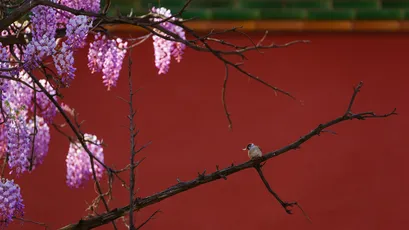 Photo by 壁纸迷