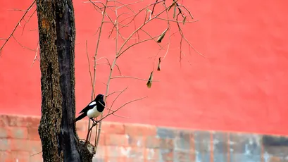Photo by 壁纸迷