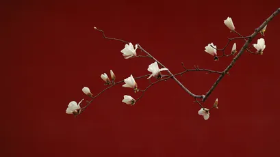Photo by WPcoder