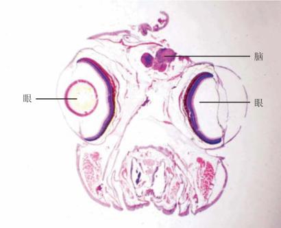 第二节 横切