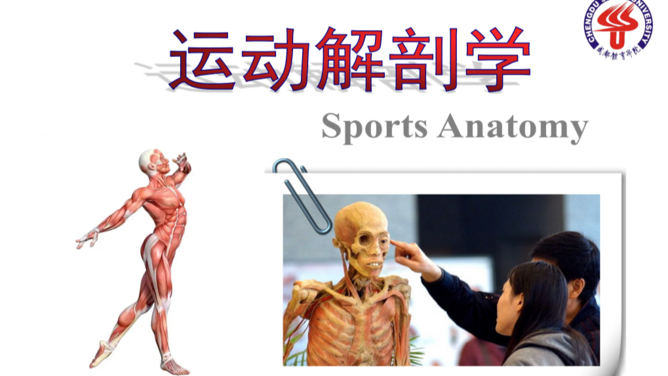 运动解剖学
