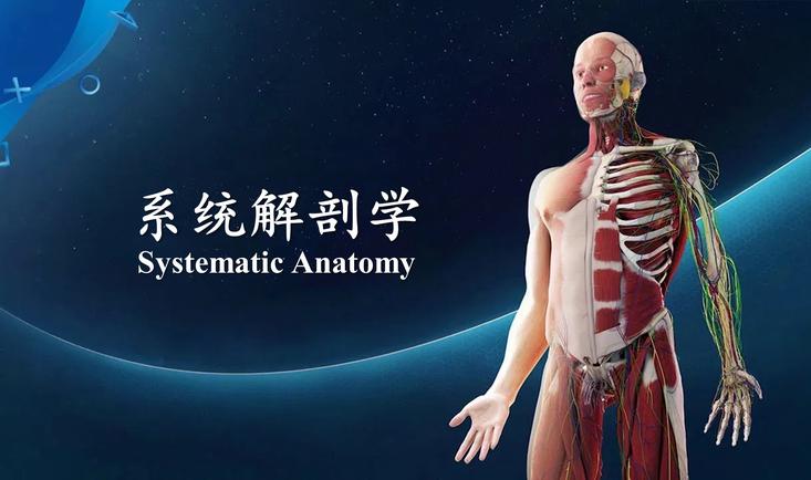 系统解剖学