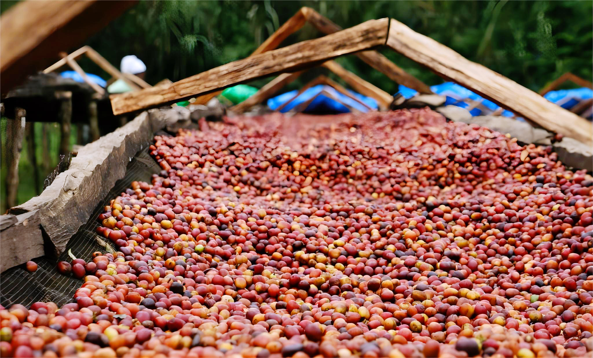 图1-1-10 日晒处理法.JPG