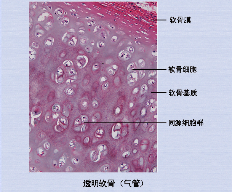 18软骨.png