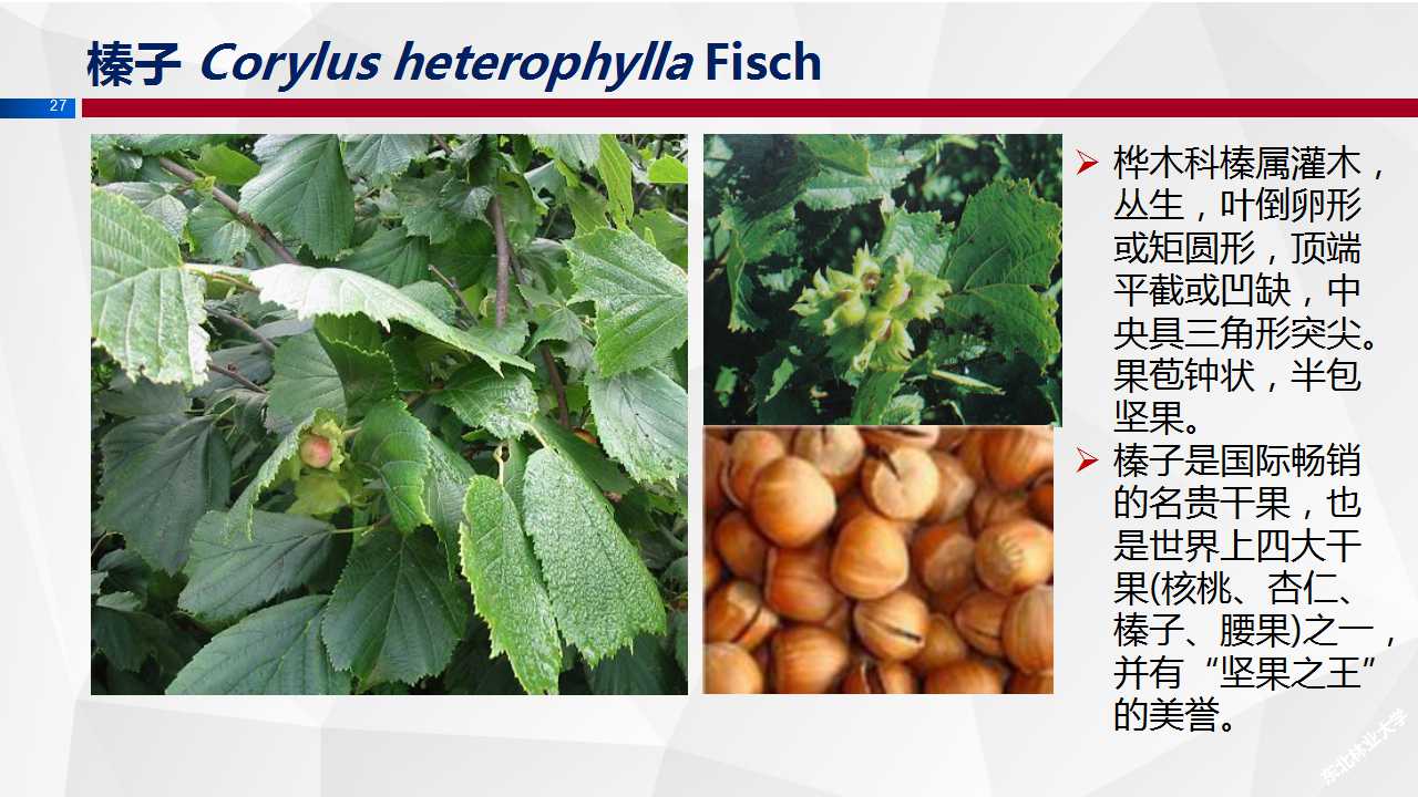榛子.jpg