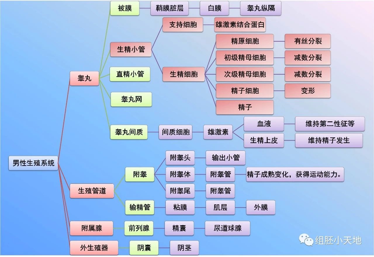 男性生殖系统的思维导图.jpg