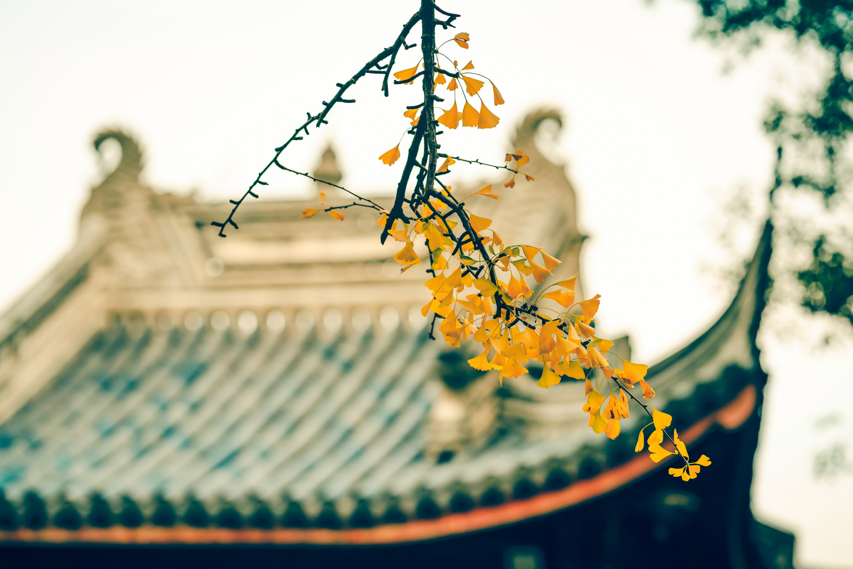 Snake壁纸 #3419