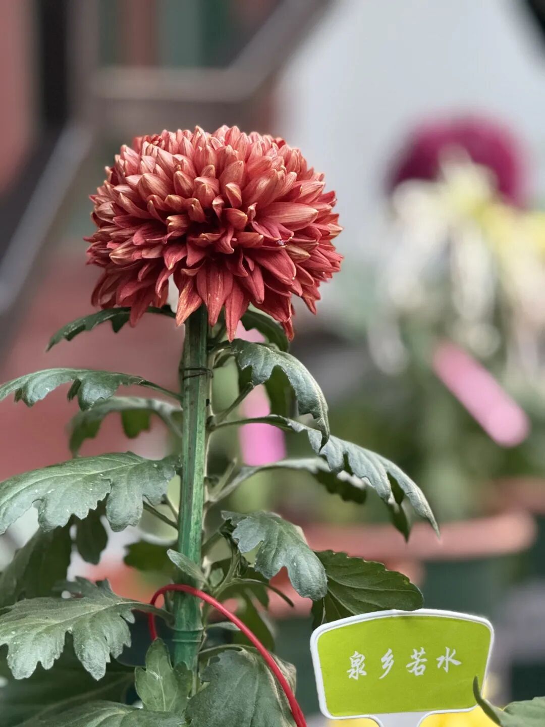 府城漫步丨晋韵菊香满迎泽