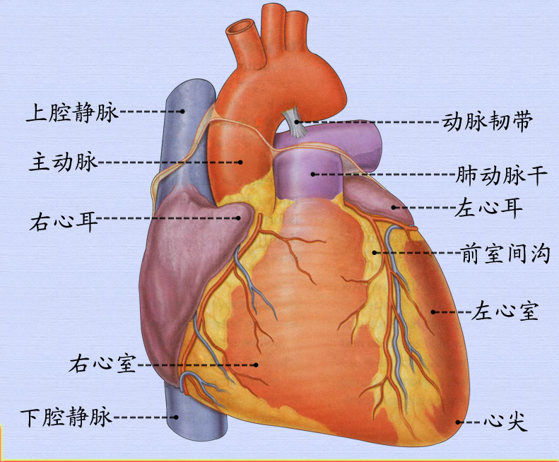 2心脏前面观.png