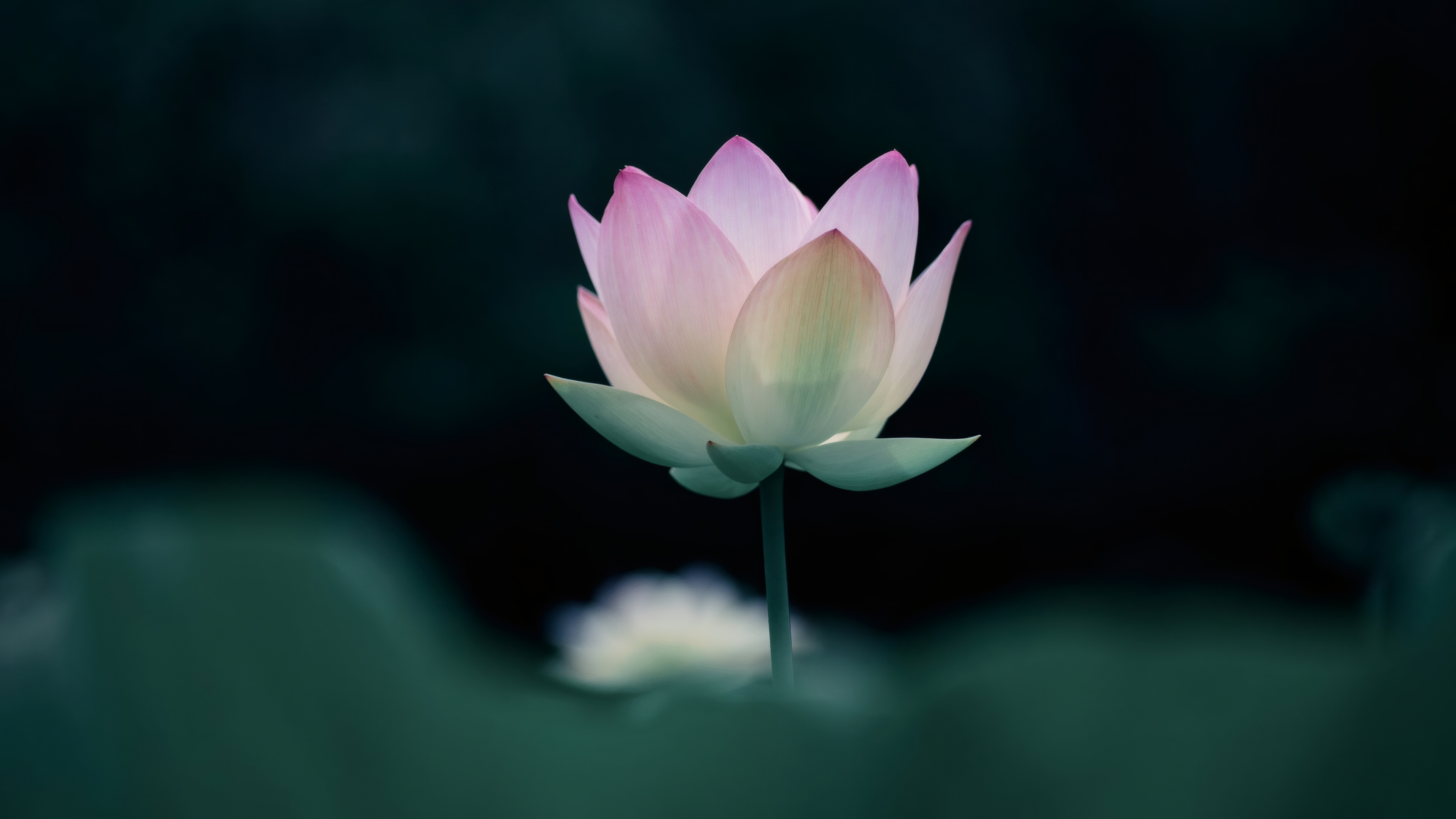 wallhaven精选壁纸 原图 手机壁纸 每日更新