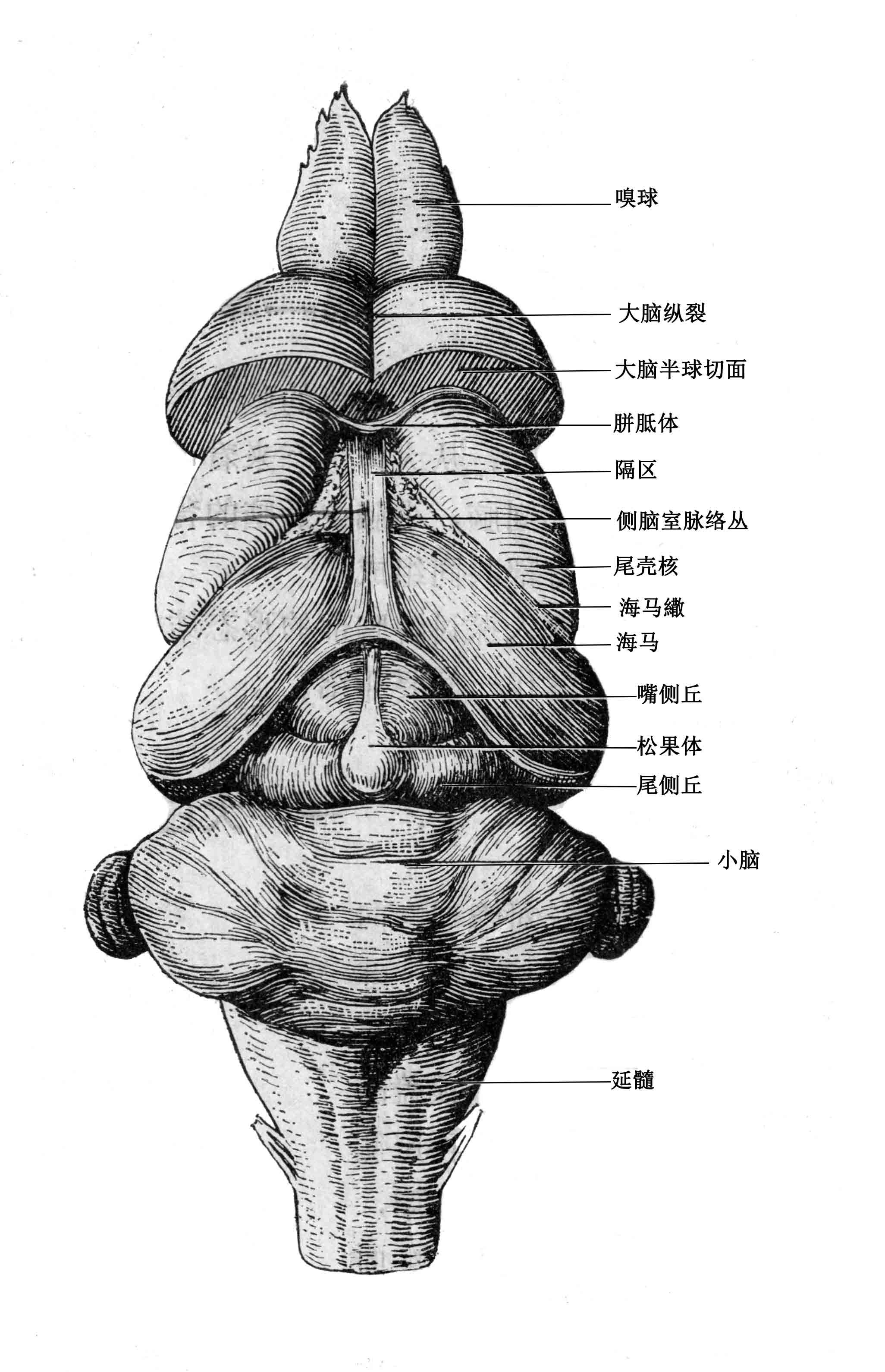 大鼠背侧面观 2 扫描 600.jpg