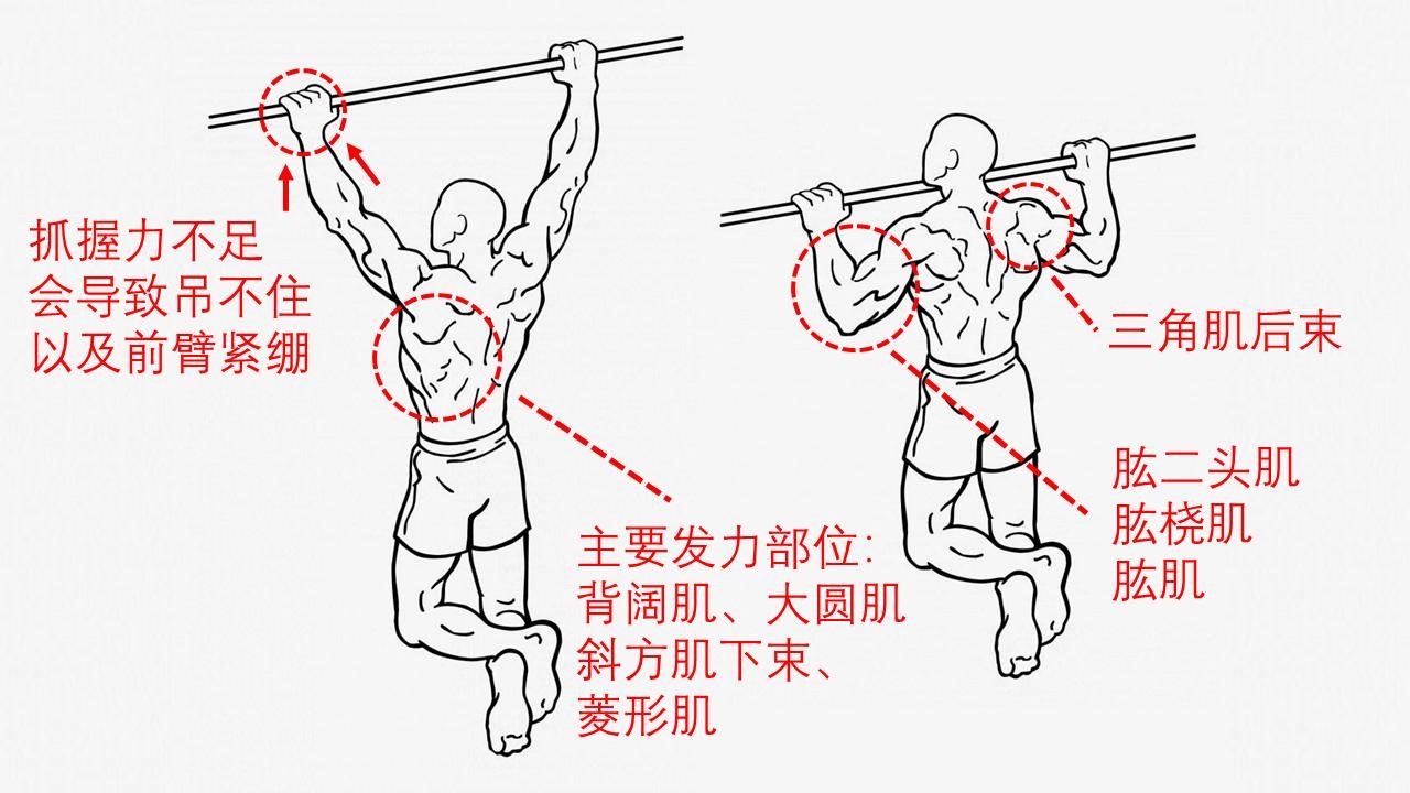 引体发力顺序.jpg