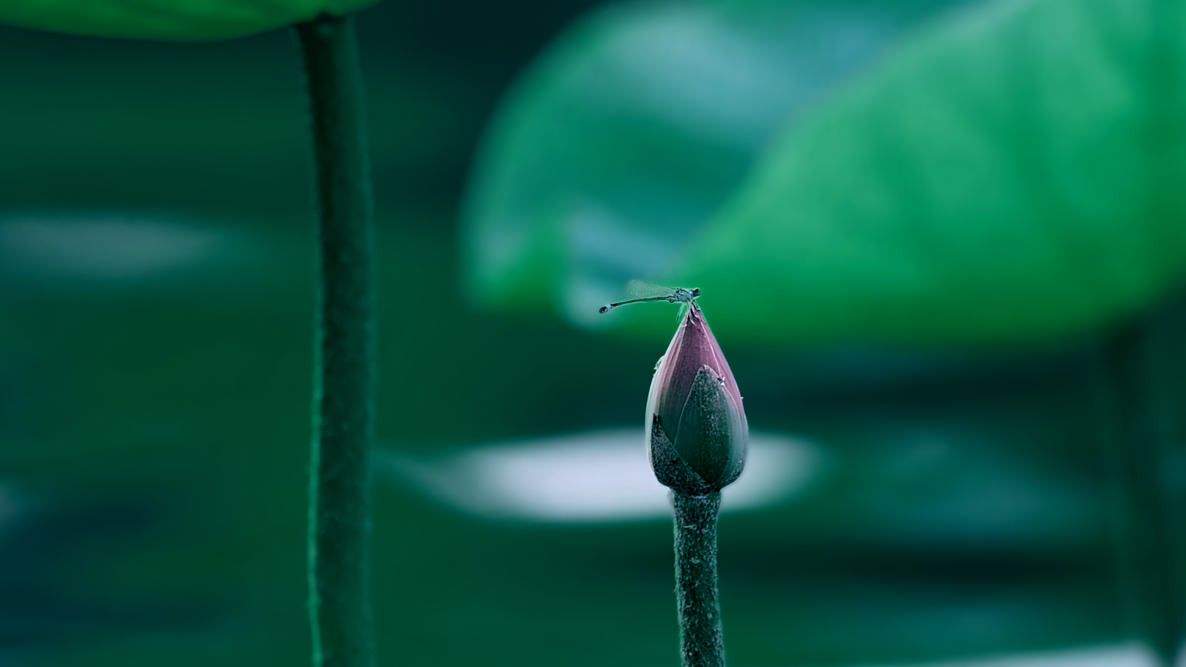 小暑——荷花送香气，竹露滴清响