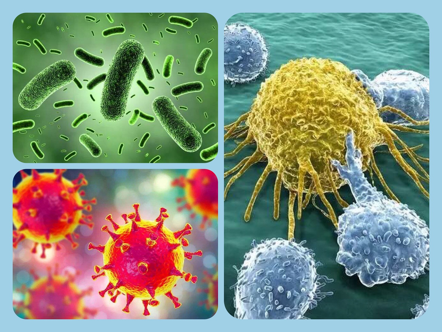 2020学习通病原生物学与免疫学20192020第2学期网课答案