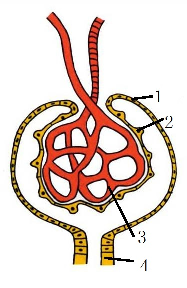 首页 白城工艺品 白城不锈钢雕塑        下图中,哪些结构属于肾小囊