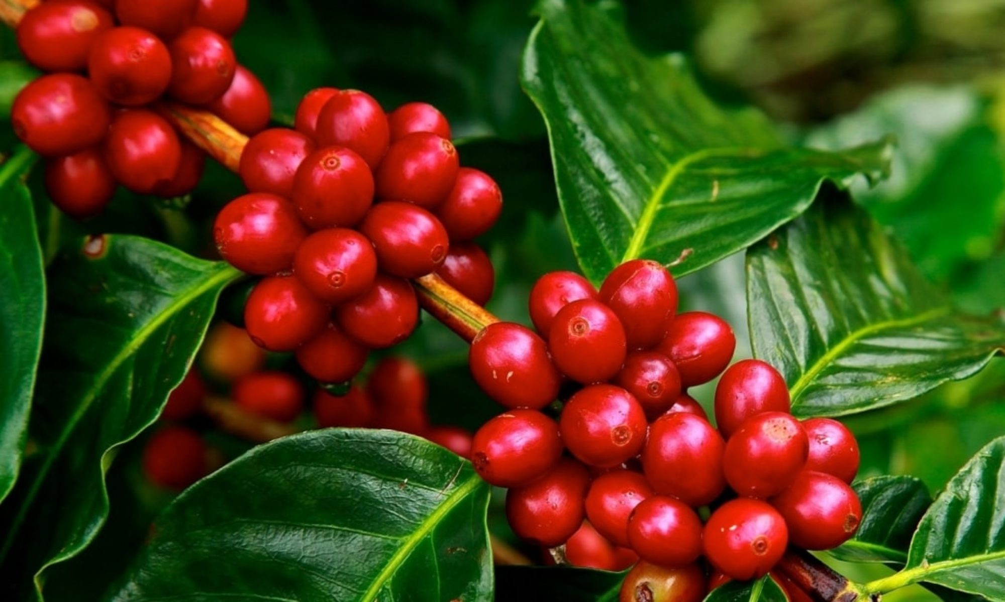 图1-1-3 咖啡果实(3).jpg