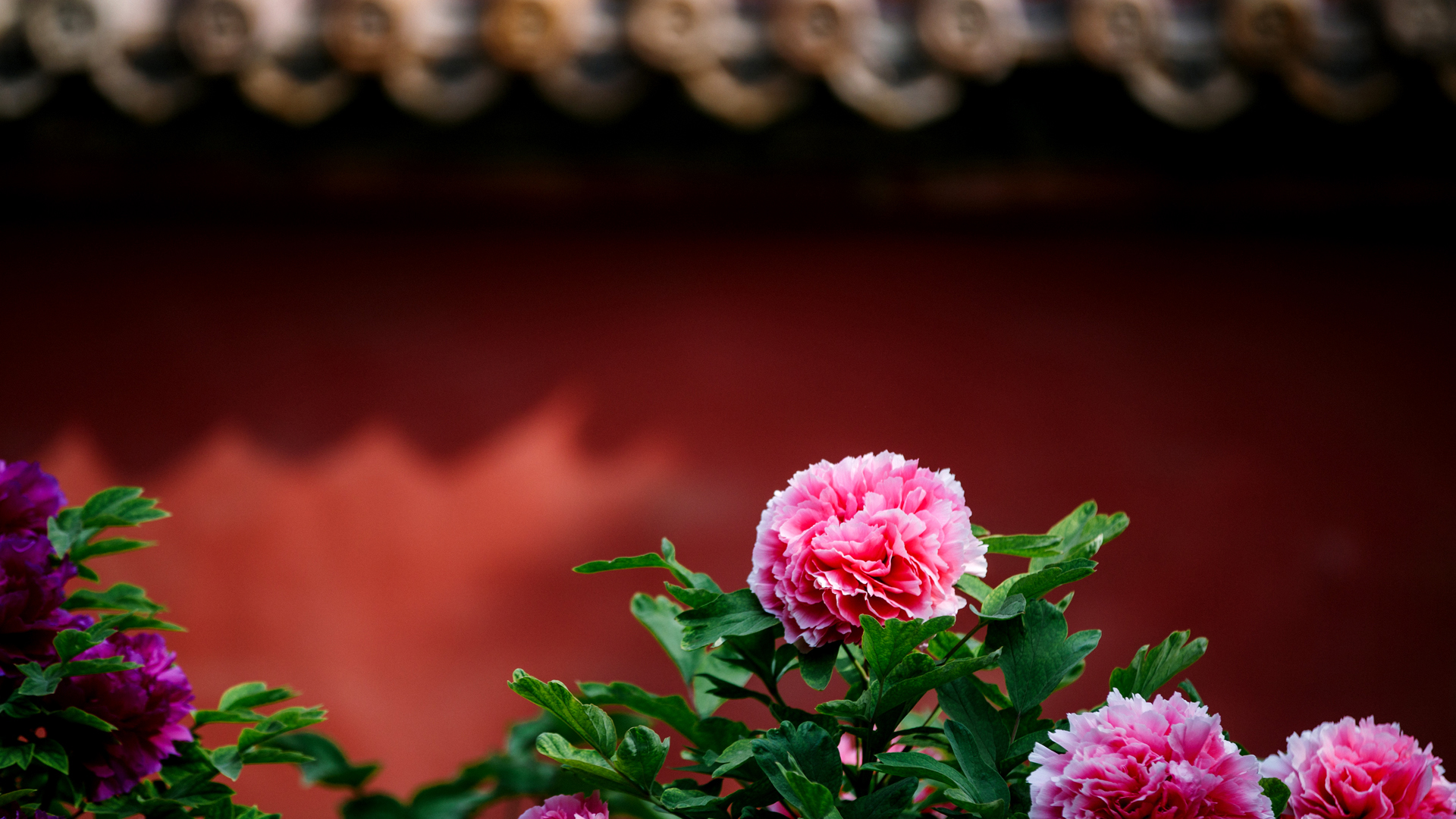 Snake壁纸 #39475