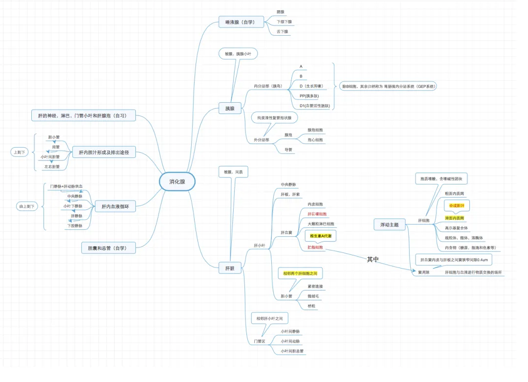 消化腺.png