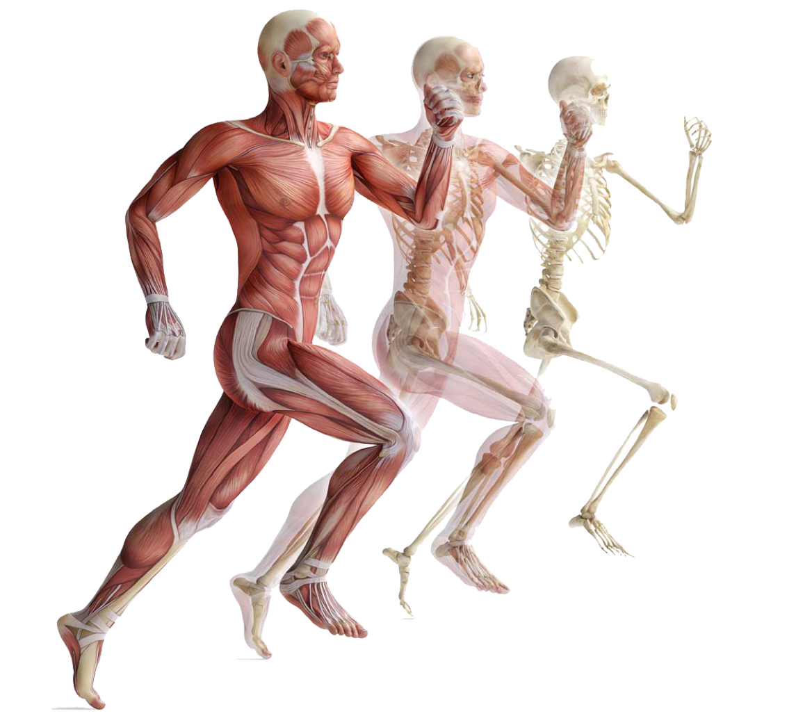 2020学习通人体结构学网课答案