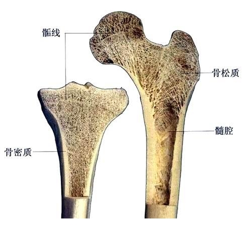 骨密质与骨松质.png