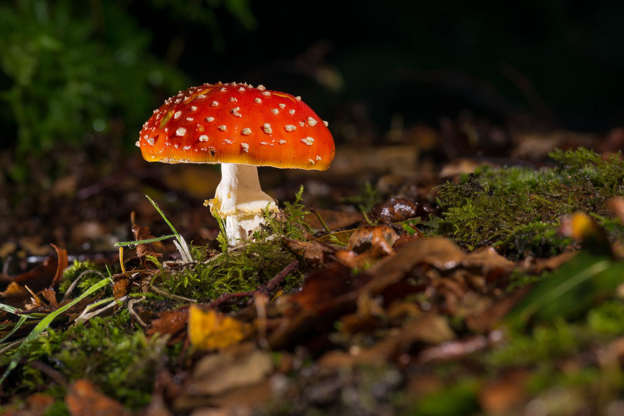 壁纸社图片 爆棚 超清典藏 电脑桌面专用