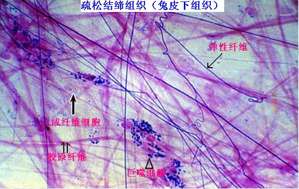 2疏松结缔组织.jpg