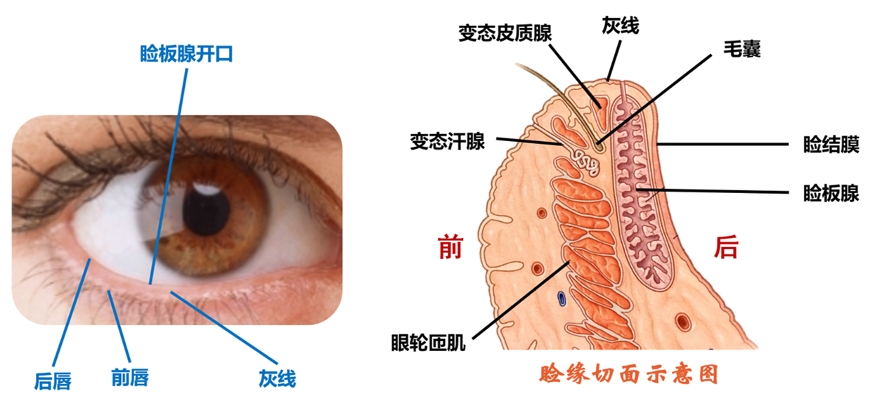 课程门户-章节详情