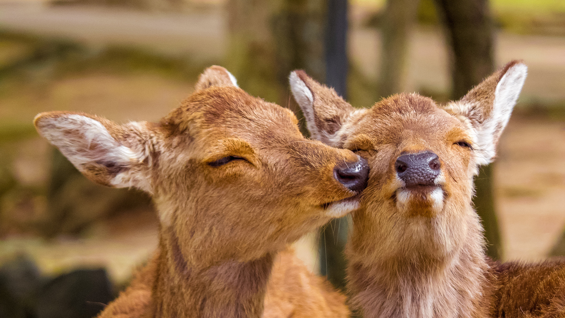 壁纸社画集 沉浸式 安利 手机壁纸 原画级下载