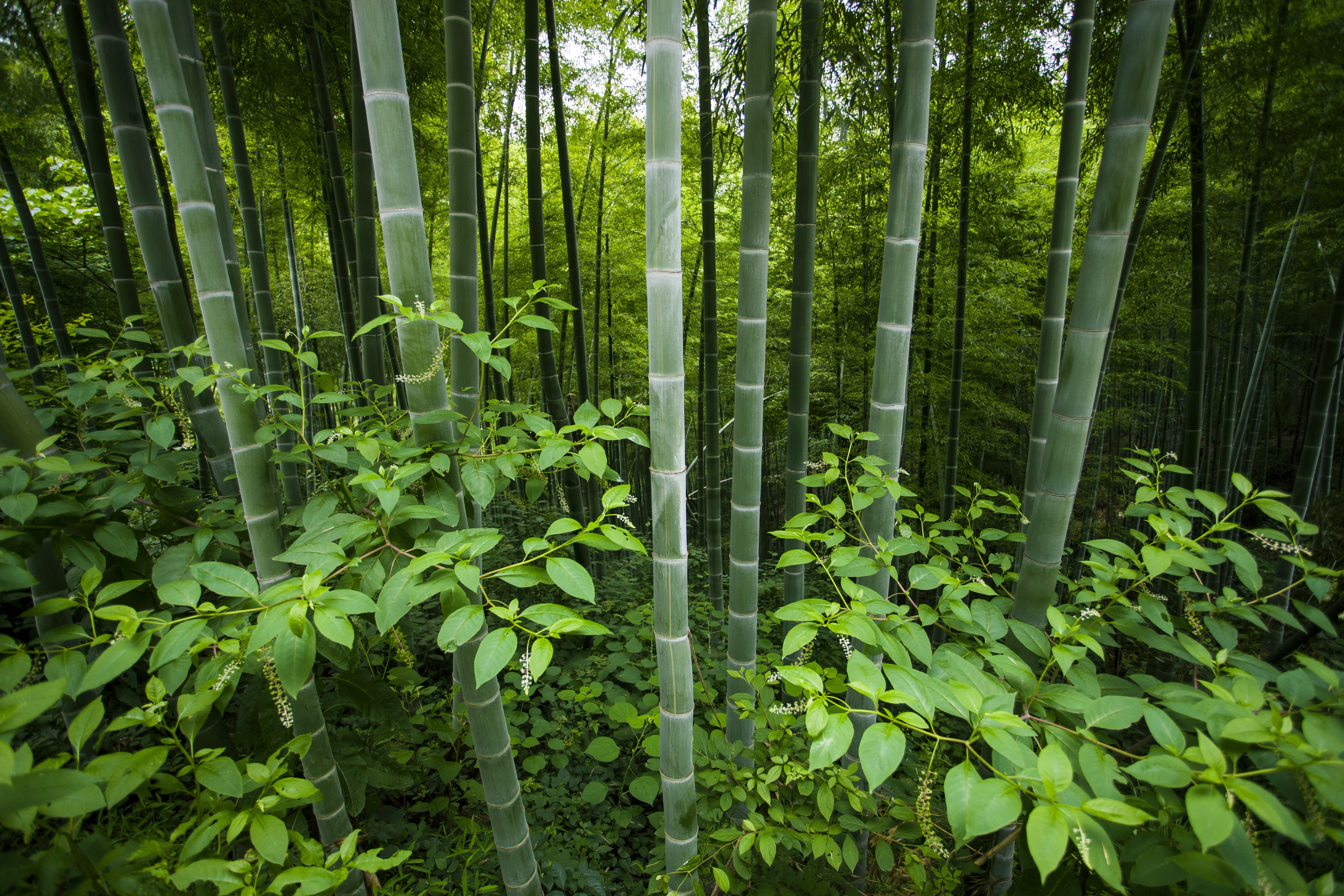 超清大图壁纸 清爽 背景图 通用桌面背景 #27922