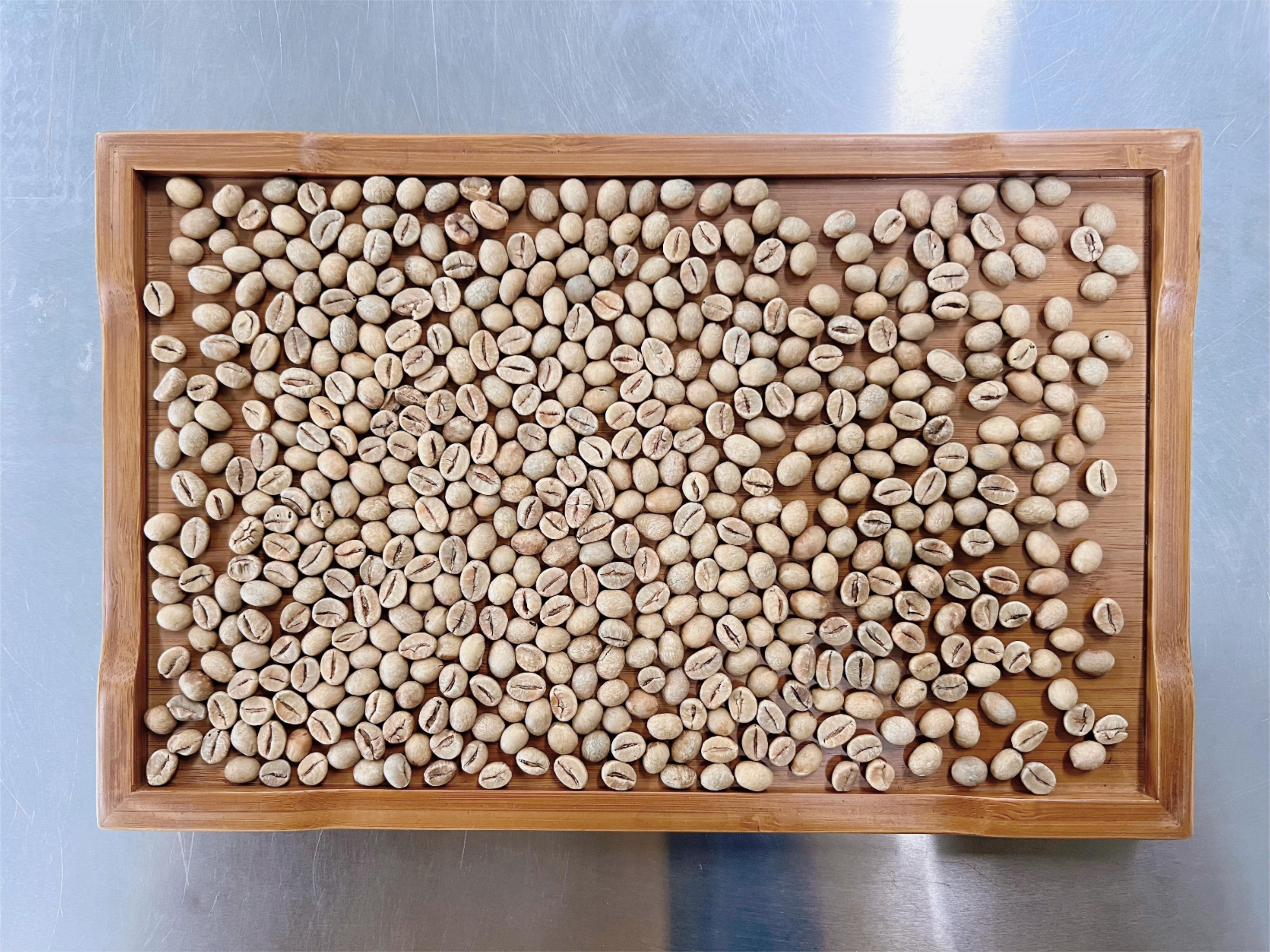 图1-1-17 咖啡生豆摊放在长方形托盘中.JPG