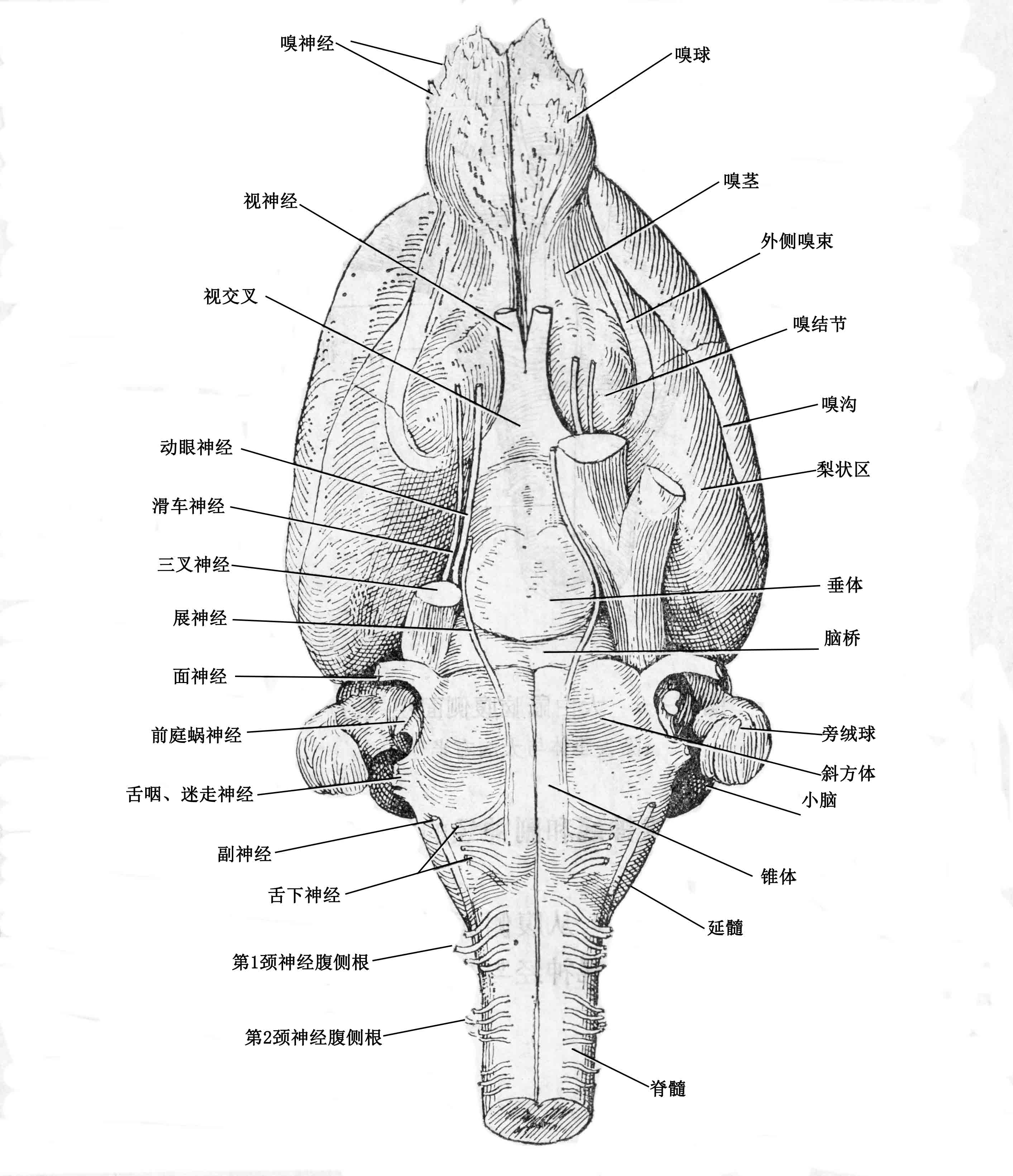 大鼠腹侧面观 扫描 600.jpg
