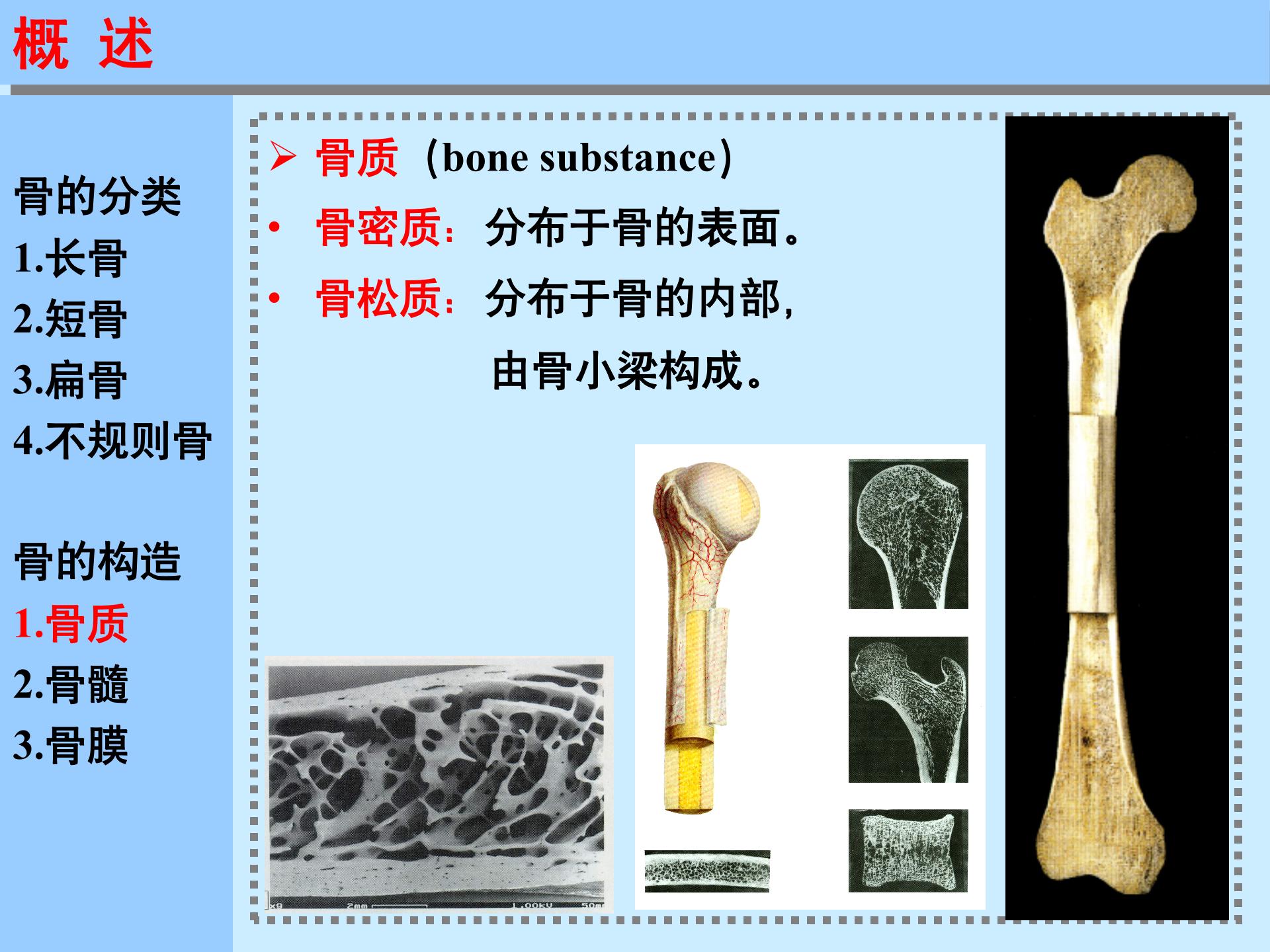2.骨_06.jpg