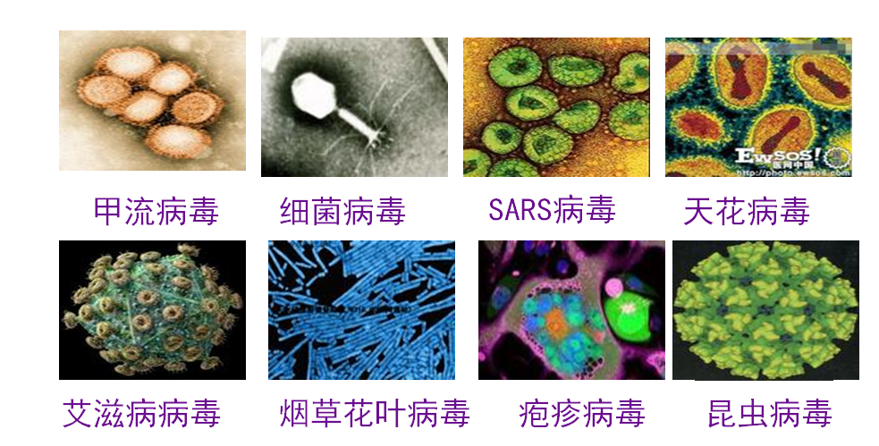 亞病毒_亞病毒因子