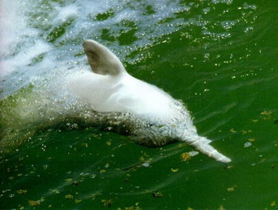 那些珍贵水生物频频告急:鲥鱼,刀鱼,白鲟基本绝迹,白鳍豚正面临灭绝