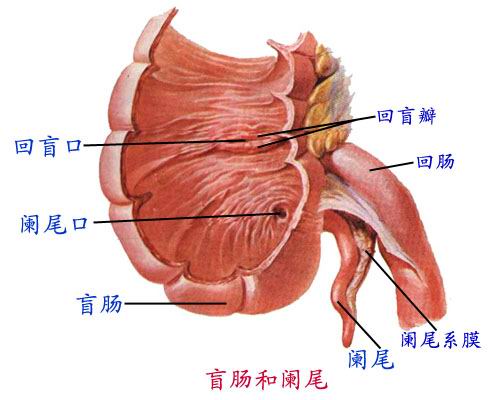 回肠在左边还是右边图片