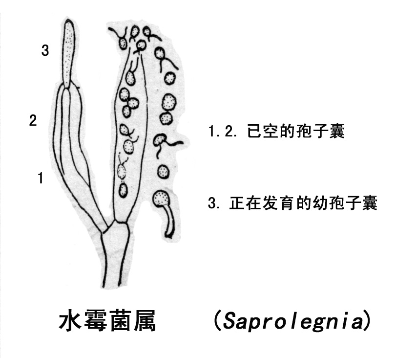 (   )霜霉属