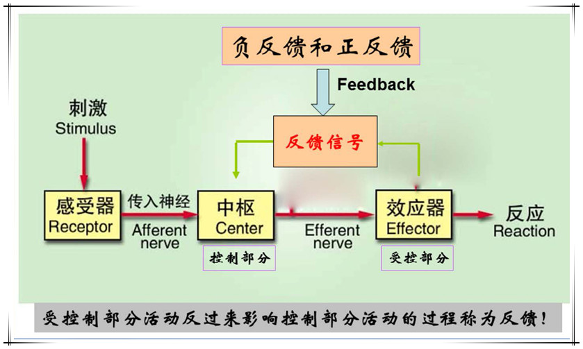 正反馈,正反馈循环,负反馈_大山谷图库