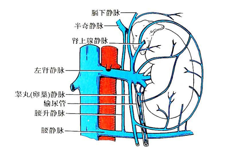 肾透明细胞癌合并肾门节细胞神经纤维瘤临床病理观察