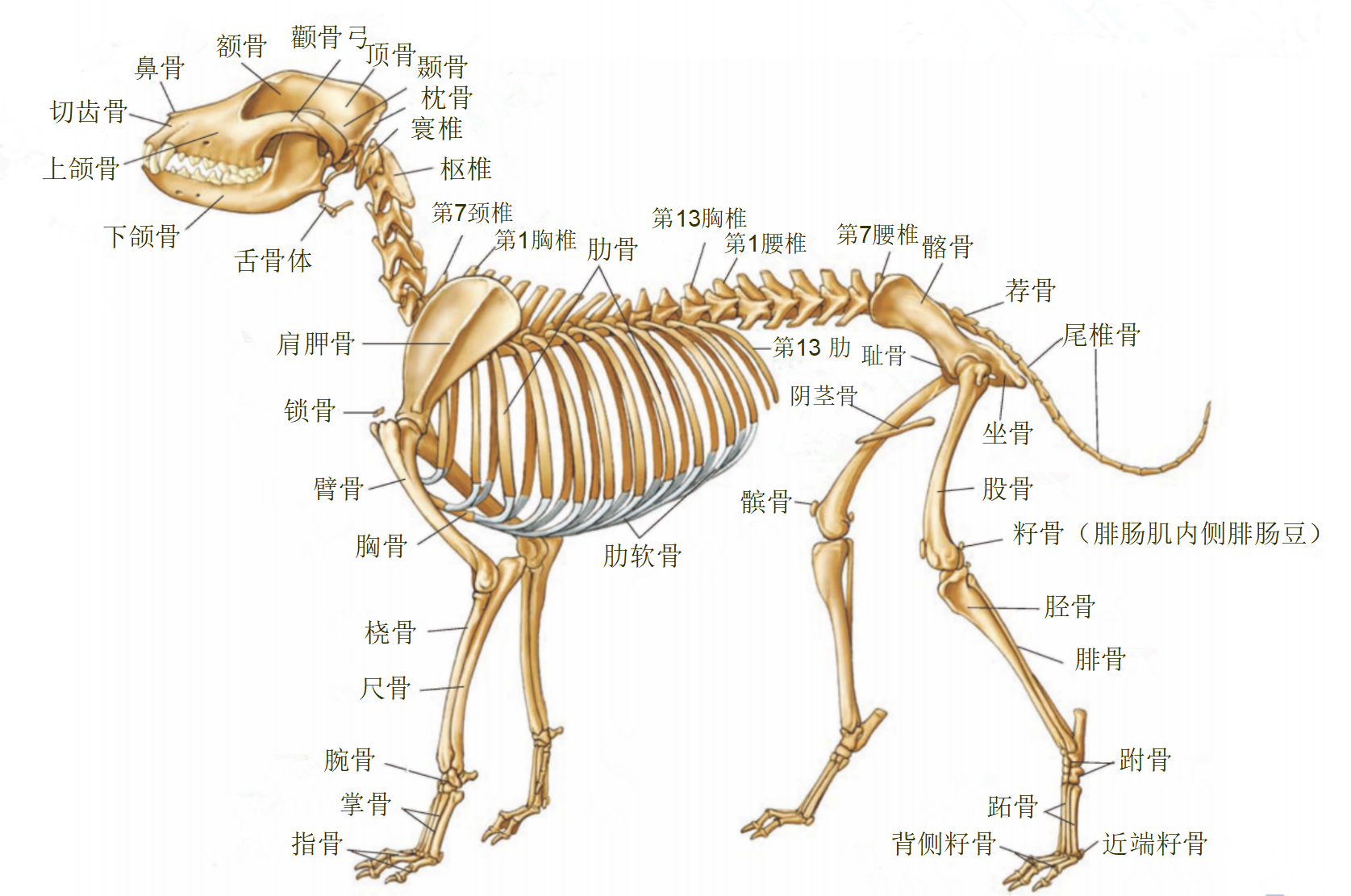 犬全身骨骼2.png