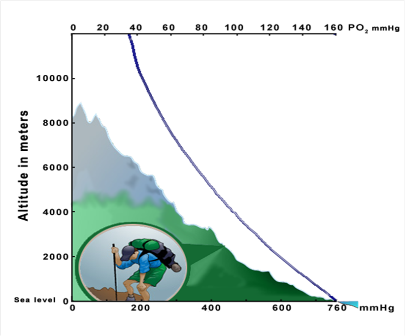 低张性缺氧是指以动脉血样分压降低,血氧含量减少为基本特征的缺氧.