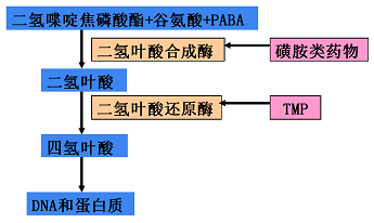 一,常见的磺胺类药物有:磺胺嘧啶磺胺甲恶唑(新诺明)柳氮磺吡啶磺胺米