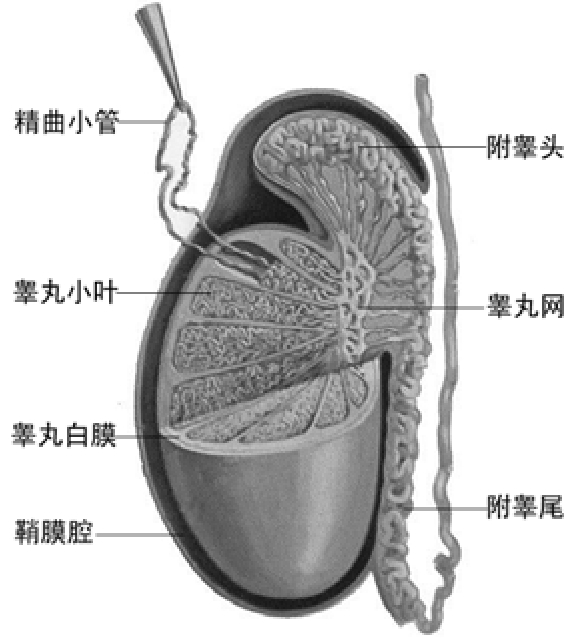 全屏显示 专题 章节