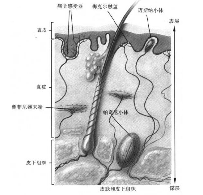 其他感觉