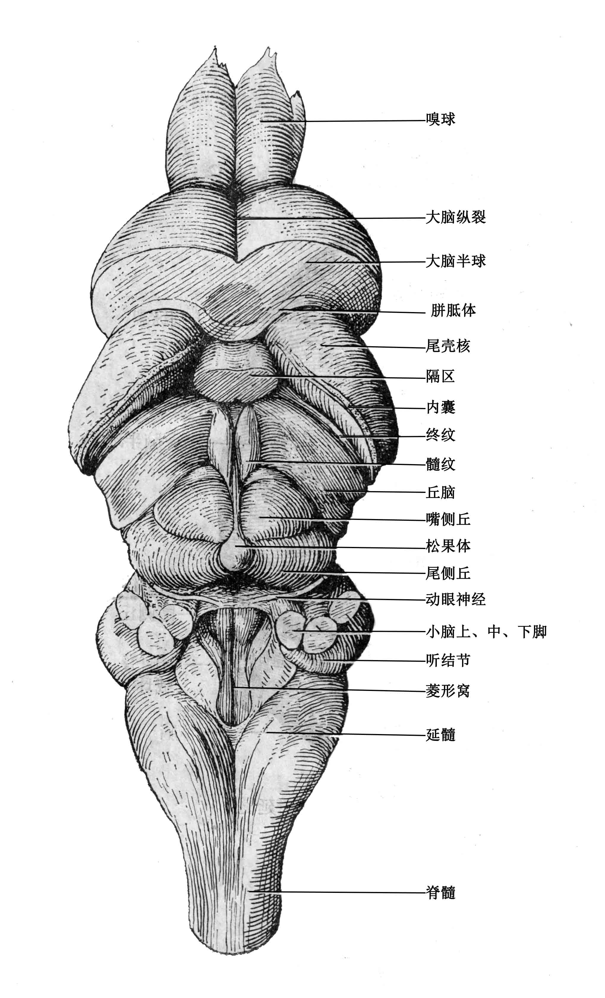 大鼠背侧面观 3 扫描 600.jpg